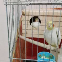 عروس هلندی مولد