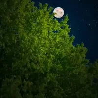 خیلی راحت سه دلار هدیه بگیر