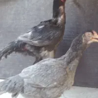 مرغ و خروس لاری