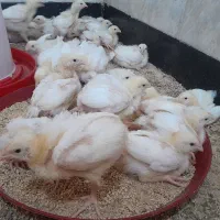 جوجه گوشتی 15 روزه
