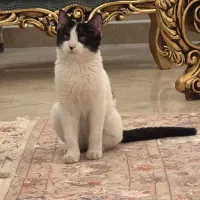 واگذاری رایگان بچه گربه DSH