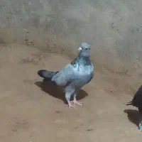 کفتر رنگه|پرنده|تربت جام, کشتارگاه|دیوار