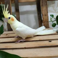 عروس هلندی لوتینو زعفرونی دونخور کامل دستی