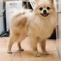 سگ پامرانین|سگ|شاهین‌شهر, عطار|دیوار