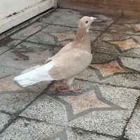 دم سفید پلاکی سوسکی