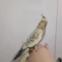 عروس هلندی ماده
