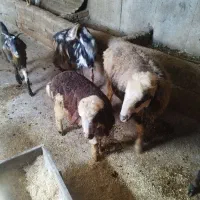 گوسفند