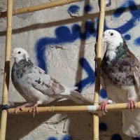 حیوون ساوه هستم عالی درجه یک ضمانتی هوایی....|پرنده|رباطکریم, رباطکریم|دیوار