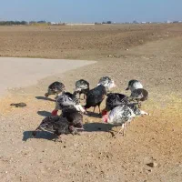 بوقلمون محلی|حیوانات مزرعه|گنبد کاووس, |دیوار