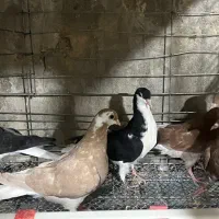 کفتر دم سفید و ساده و طوقی|پرنده|بیرجند, |دیوار