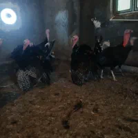 بوقلمون محلی