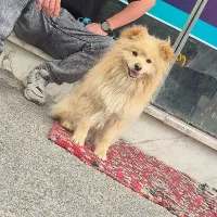 پامرئین پاکوتا باهوش