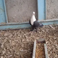 کله سفید|پرنده|خلیل آباد, |دیوار