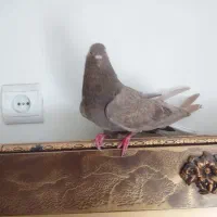 کفتر ماده دم سفید مهر شمرونی پرش سنگین