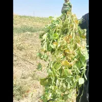 اکیپ جوان مرد لوبیا چین