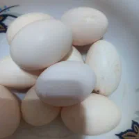 تخم نطفه دار مینیاتوری