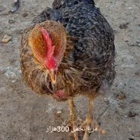 مرغ و خروس محلی|حیوانات مزرعه|مشهد, انقلاب|دیوار