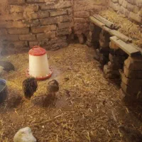 بلدرچین تخم گذار