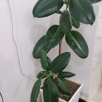 یک گل|گل و گیاه طبیعی|سقز, |دیوار