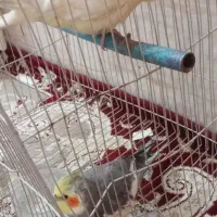 عروسهلندی|پرنده|رضویه, |دیوار