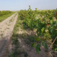 فروش ملک کشاورزی