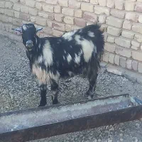 کولار بز آبستن و کهره نر چاق|حیوانات مزرعه|مرودشت, پشت سایپا|دیوار