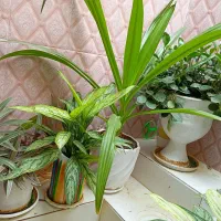 فروش گل و گلدان