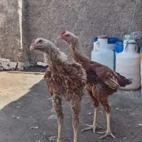 خروس لاری 7ماهه دوعدد