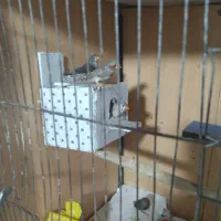 3تاعروس هلندی و6عدد فنج حراج