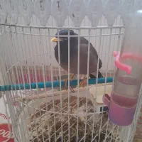 مرغ مینا اهلی اهلی