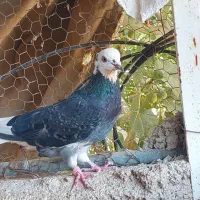 کبوتر|پرنده|سمنان, |دیوار