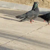 زاغ نر عروسک پرش و بازی|پرنده|اهواز, فدک|دیوار
