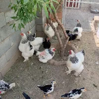 مرغ برهما