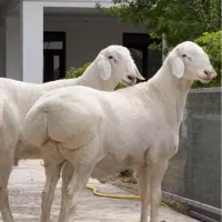 گوسفند سفید