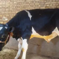 گوساله نر