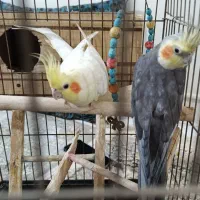 دوعدد عروس هلندی|پرنده|فردیس, شهرک ۱۱۰|دیوار