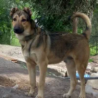 توله سرابی ۱۱ماهه