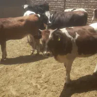 گوساله ماده چاق