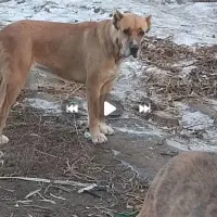 سگ خراسانی|سگ|جغتای, |دیوار