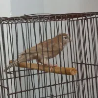 قناری  ماده آماده