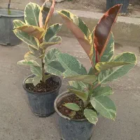 گل الاستیکا ابلق و قرمز