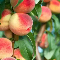 عرضه مستقیم نهال هلو جوادی