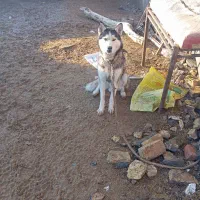 سگ هاسکی|سگ|تایباد, |دیوار