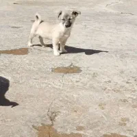 توله های پاکوتاه|سگ|کرمانشاه, |دیوار