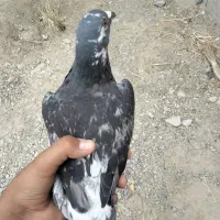کفتر|پرنده|سراوان, |دیوار