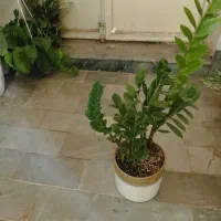 گل های آپارتمانی|گل و گیاه طبیعی|تبریز, |دیوار