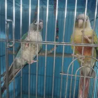 جفت گرینجیک