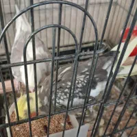 فروش انواع پرنده|پرنده|ورامین, شهرک فجر|دیوار