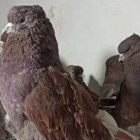 کبوتر سرخ پروک اخمو وپرشی