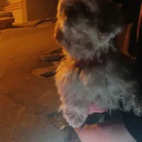سگ خانگی پا کوتاه
